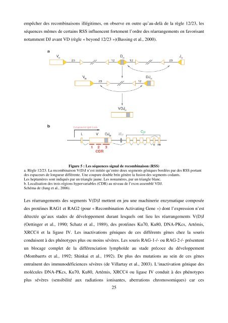 Modèles transgéniques pour l'étude de la fonction ... - Epublications