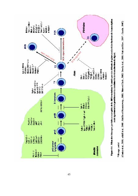 Modèles transgéniques pour l'étude de la fonction ... - Epublications