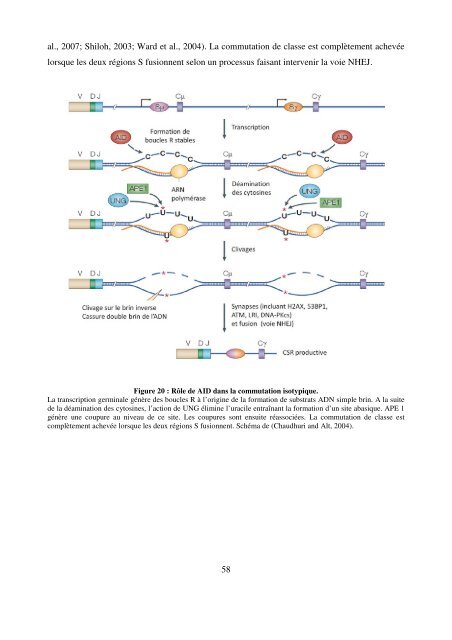 Modèles transgéniques pour l'étude de la fonction ... - Epublications