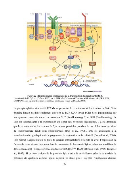 Modèles transgéniques pour l'étude de la fonction ... - Epublications