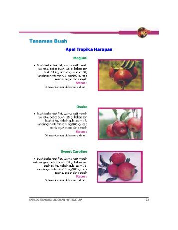 Tanaman Buah Apel Tropika Harapan - Hortikultura