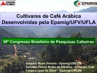 Procafé: Condições diferenciadas na recepa de cafeeiros conillon