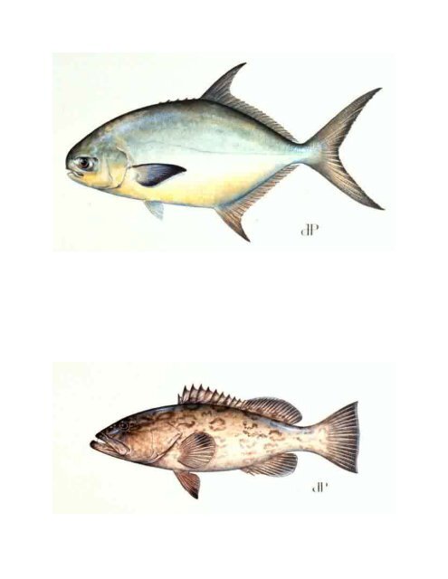 Dichotomous Key for common Florida saltwater fish