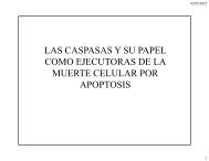 LAS CASPASAS Y SU PAPEL LAS CASPASAS Y SU ... - IIB-INTECH