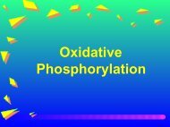 Oxidative Phosphorylation - Ecu