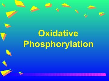 Oxidative Phosphorylation - Ecu
