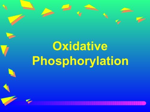 Oxidative Phosphorylation - Ecu