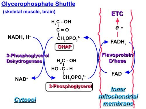 Oxidative Phosphorylation - Ecu
