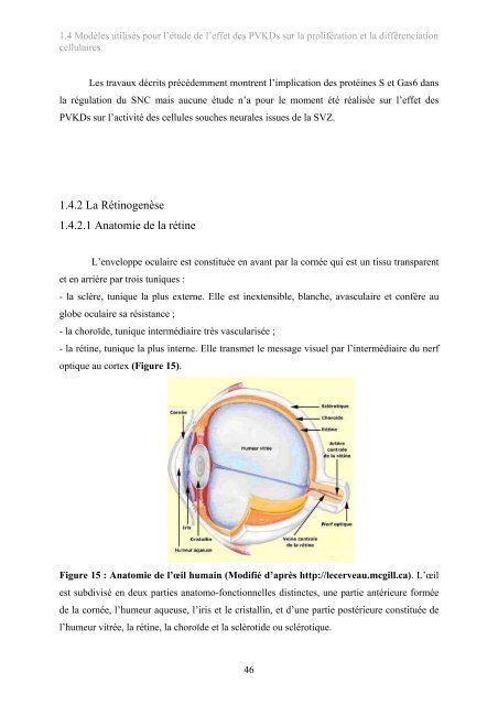 Implication des protéines vitamine K-dépendantes dans la ...