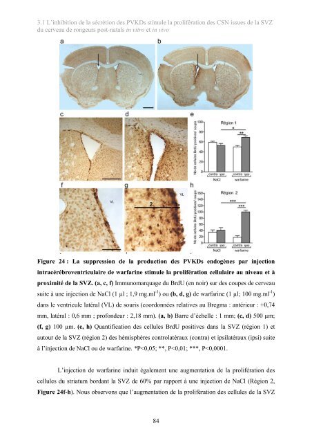 Implication des protéines vitamine K-dépendantes dans la ...