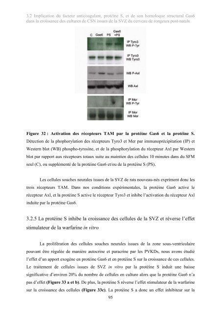 Implication des protéines vitamine K-dépendantes dans la ...