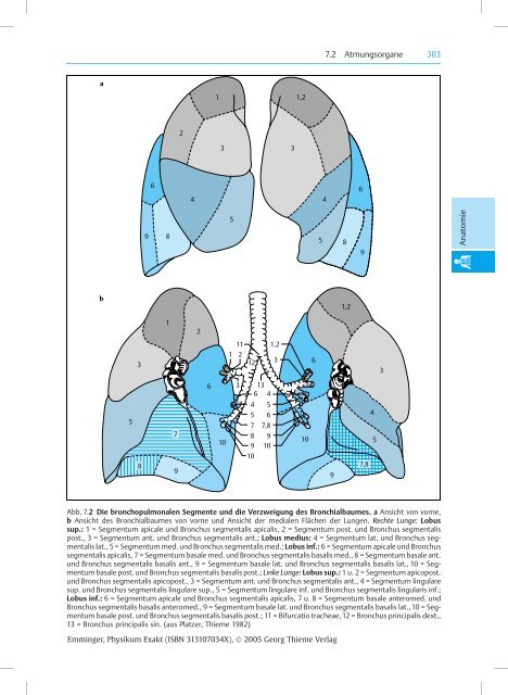 7.2.1 Trachea 7.2.2 Lungen Merke