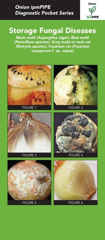 Storage Fungal Diseases (pdf) - Washington State University