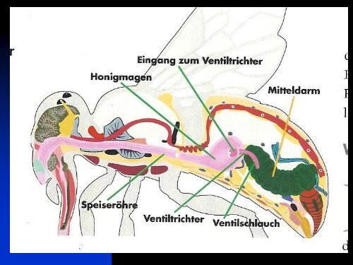 Detailliert Huber