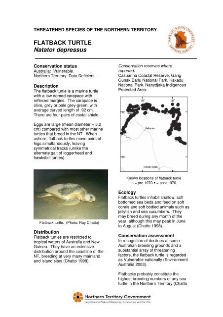 FLATBACK TURTLE Natator depressus