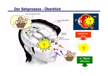 Der Sehprozess - Überblick