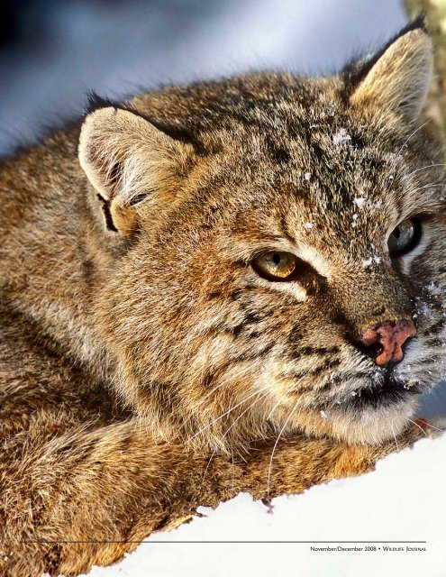 Where the Wild Cat Roams - New Hampshire Fish and Game ...