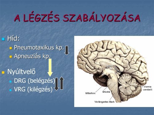 2. - neurobio