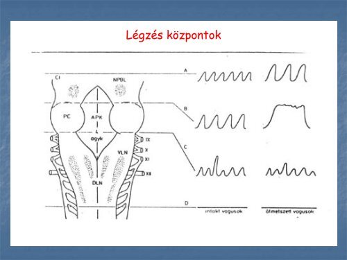 2. - neurobio