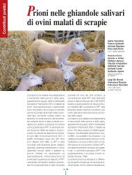 Prioni nelle ghiandole salivari di ovini malati di scrapie