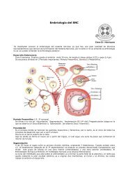 EmbriologÃ­a del SNC - Med.ufro.cl