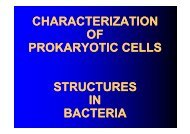 CHARACTERIZATION OF PROKARYOTIC CELLS ARYOTIC CELLS ...