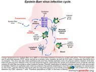 Epstein-Barr virus infection cycle. - Immunopaedia