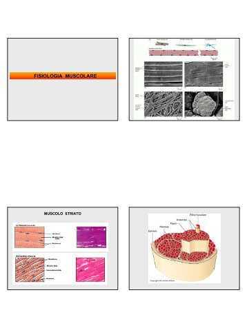 Fisiologia Muscolare (pdf 1.35 Mb)