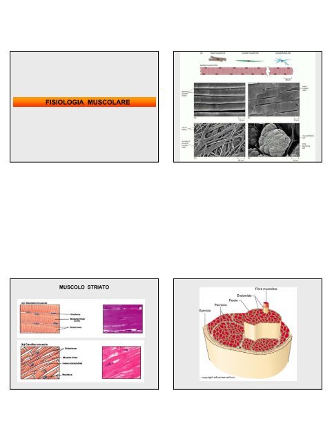 Fisiologia Muscolare (pdf 1.35 Mb)