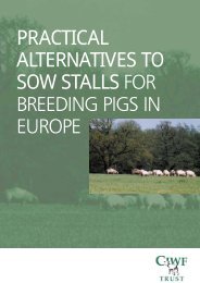 Practical alternatives to sow stalls for breeding pigs in Europe