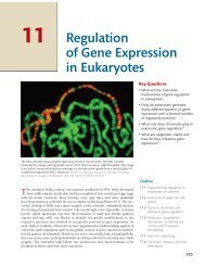 11 Ã¢Â€Â¢ Regulation of Gene Expression in Eukaryotes - W.H. Freeman