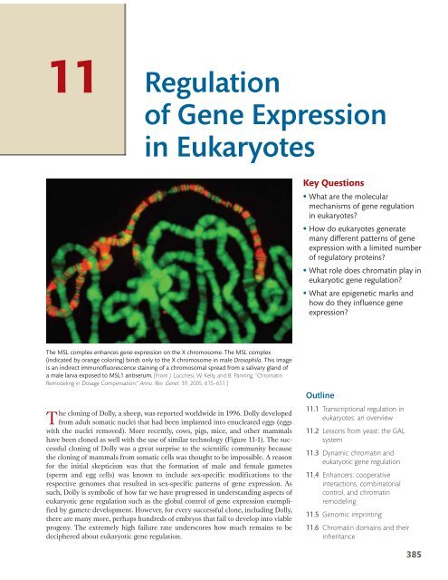 11 Ã¢Â€Â¢ Regulation of Gene Expression in Eukaryotes - W.H. Freeman