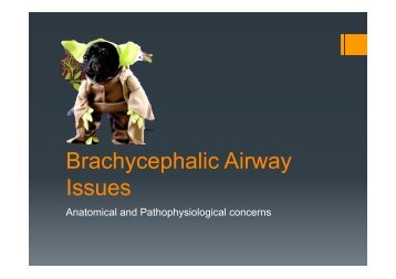 Brachycephalic Airway Syndrome - Anatomy and Pathophysiology