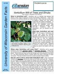 Verticillium Wilt