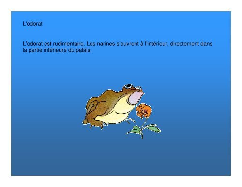 Les grenouilles - Science en ligne