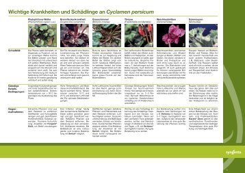 Wichtige Krankheiten und Schädlinge an Cyclamen ... - Syngenta