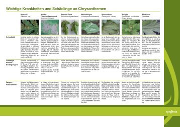 Wichtige Krankheiten und Schädlinge an Chrysanthemen - Syngenta