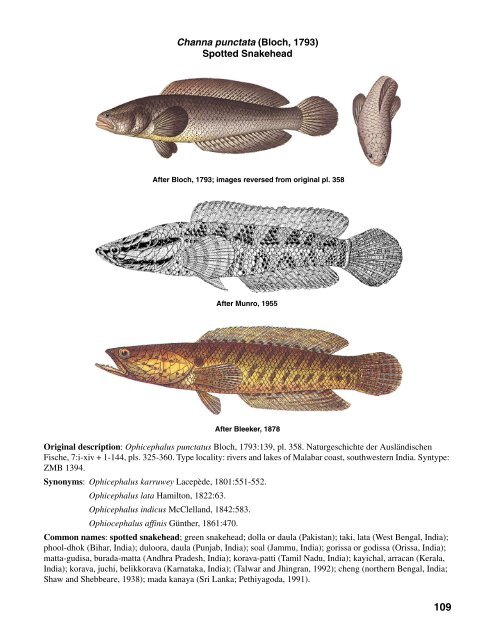 Channa pleurophthalma (Bleeker, 1851) Ocellated Snakehead