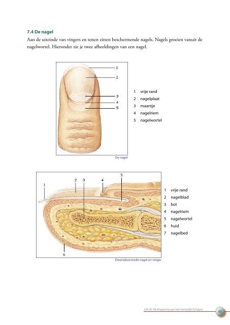 OA DC 44 Anatomie van het menselijk lichaam - Profi-leren