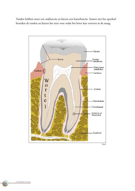 OA DC 44 Anatomie van het menselijk lichaam - Profi-leren