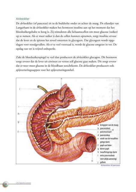 OA DC 44 Anatomie van het menselijk lichaam - Profi-leren