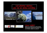 Les plantes alpines: une vie en milieu extrÃªme
