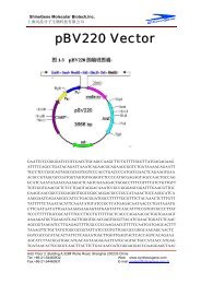 pBV220 Vector - Gene Synthesis