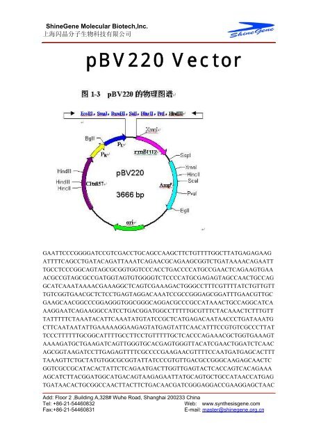 pBV220 Vector - Gene Synthesis