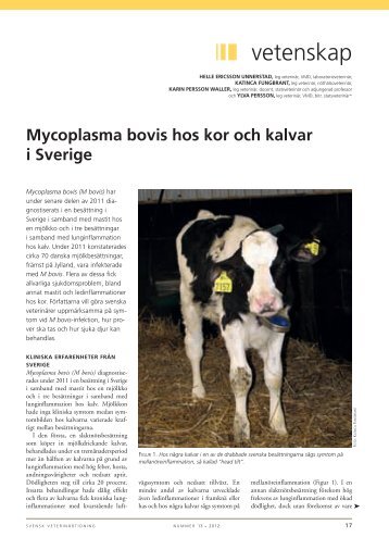 Om mykoplasma i SVT nr 13, 2012 (pdf) - SVA