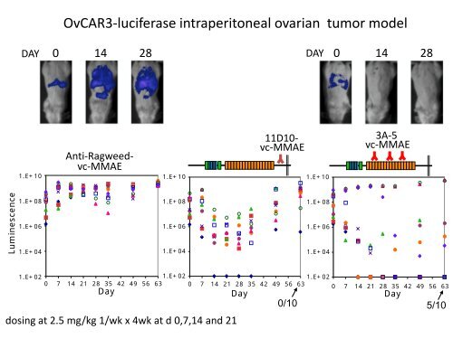 Antibody Drug Conjugates for Cancer Therapy