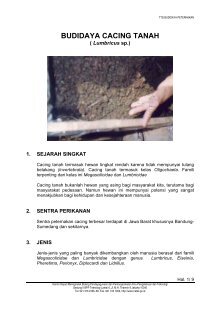 Cacing Cacing