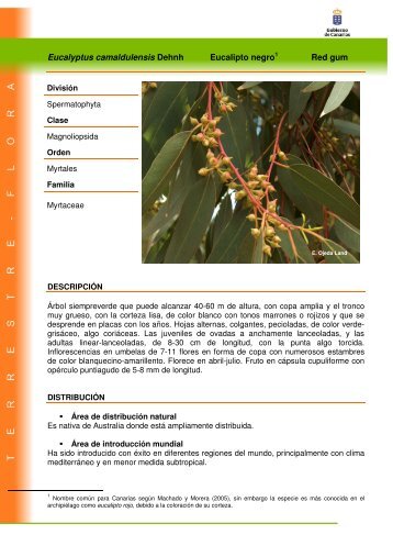 Eucalyptus camaldulensis Dehnh Eucalipto ... - Interreg Bionatura