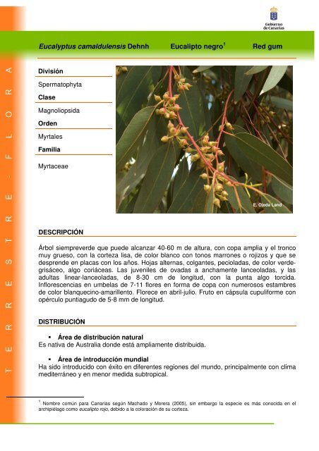 Eucalyptus camaldulensis Dehnh Eucalipto ... - Interreg Bionatura