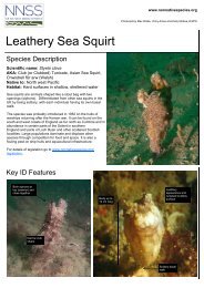 Leathery Sea Squirt (Styela clava)